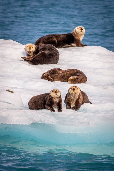 048 Valdez, Prince William Sound, zeeotters.jpg